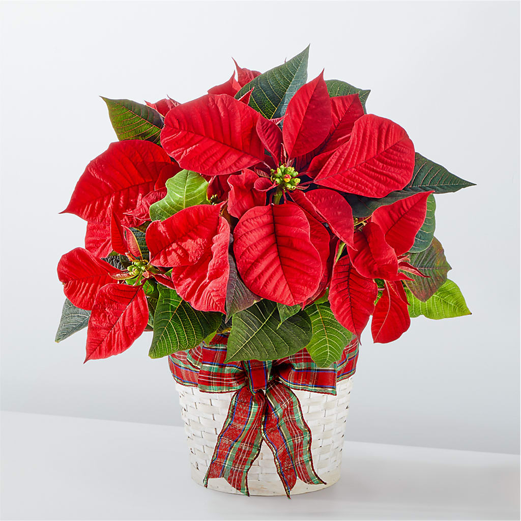 Happiest Holidays Poinsettia – The Flower Factory, Tarzana CA