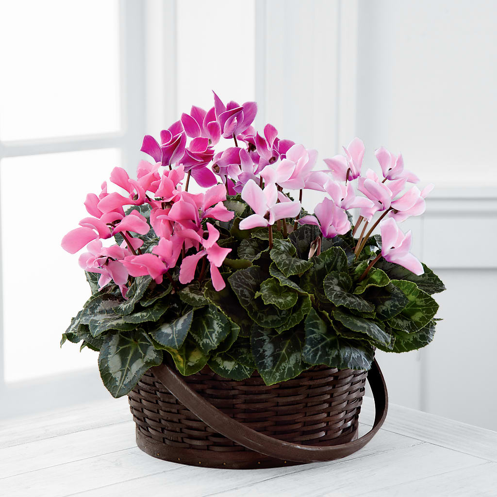 Mixed Cyclamen Planter – The Flower Factory, Tarzana CA
