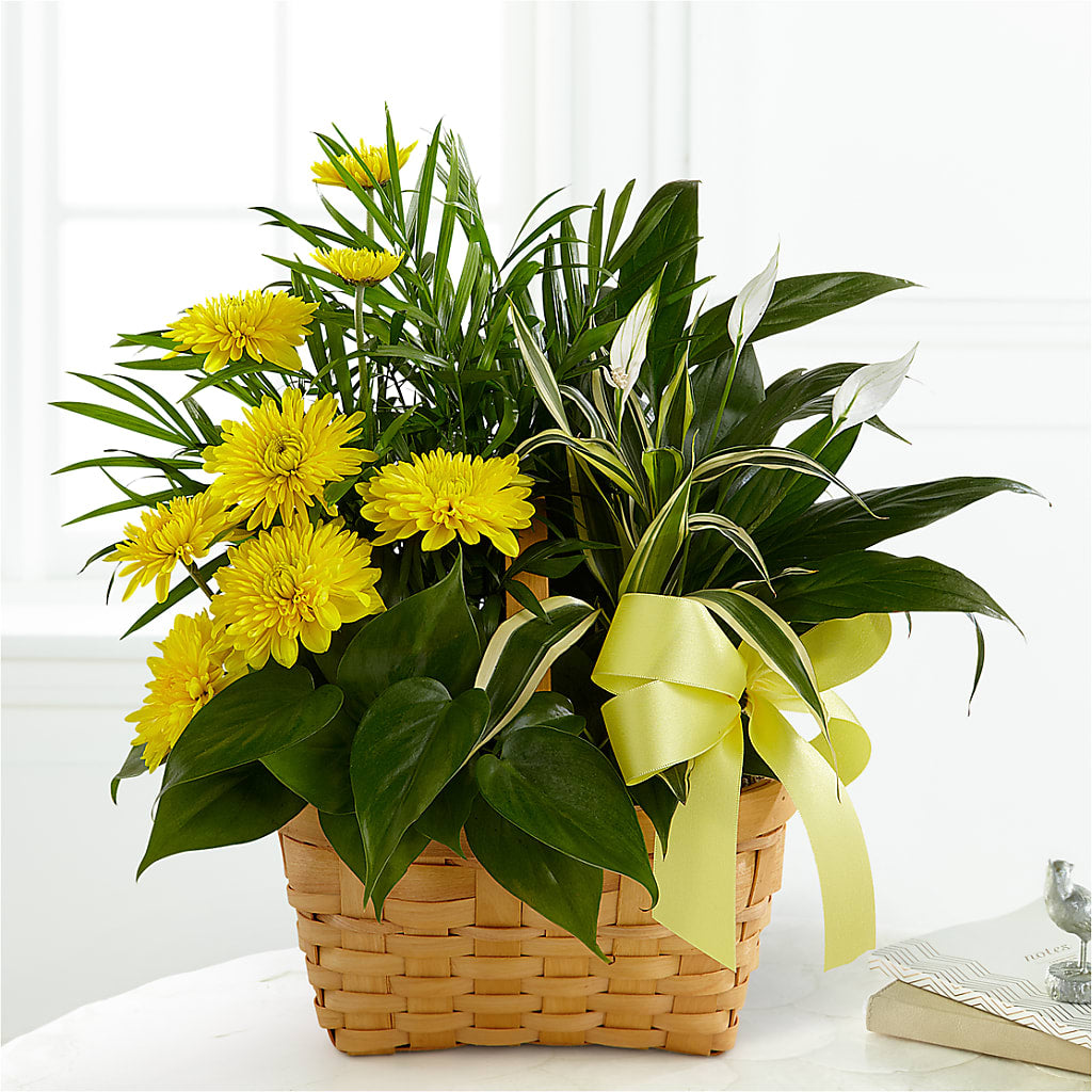Loving Light Dishgarden – The Flower Factory, Tarzana CA