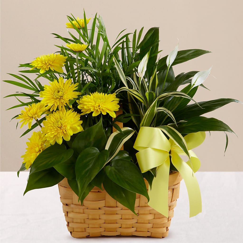 Loving Light Dishgarden – The Flower Factory, Tarzana CA