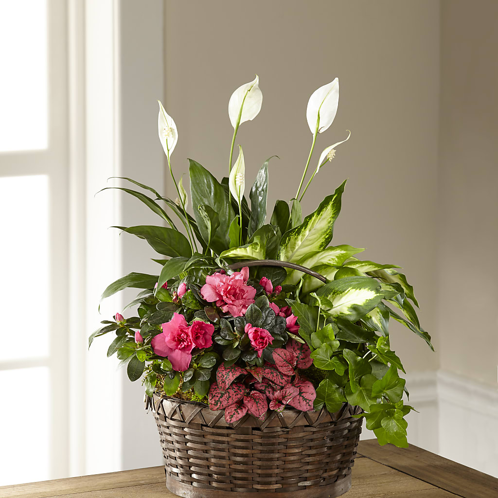 Dream in Pink Dishgarden – The Flower Factory, Tarzana CA