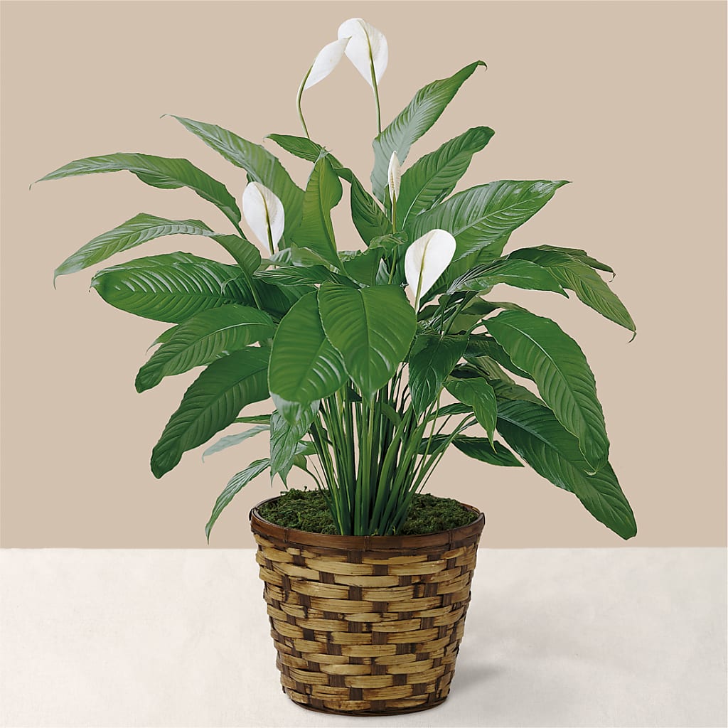 Tranquil Moments Peace Lily Plant – The Flower Factory, Tarzana CA