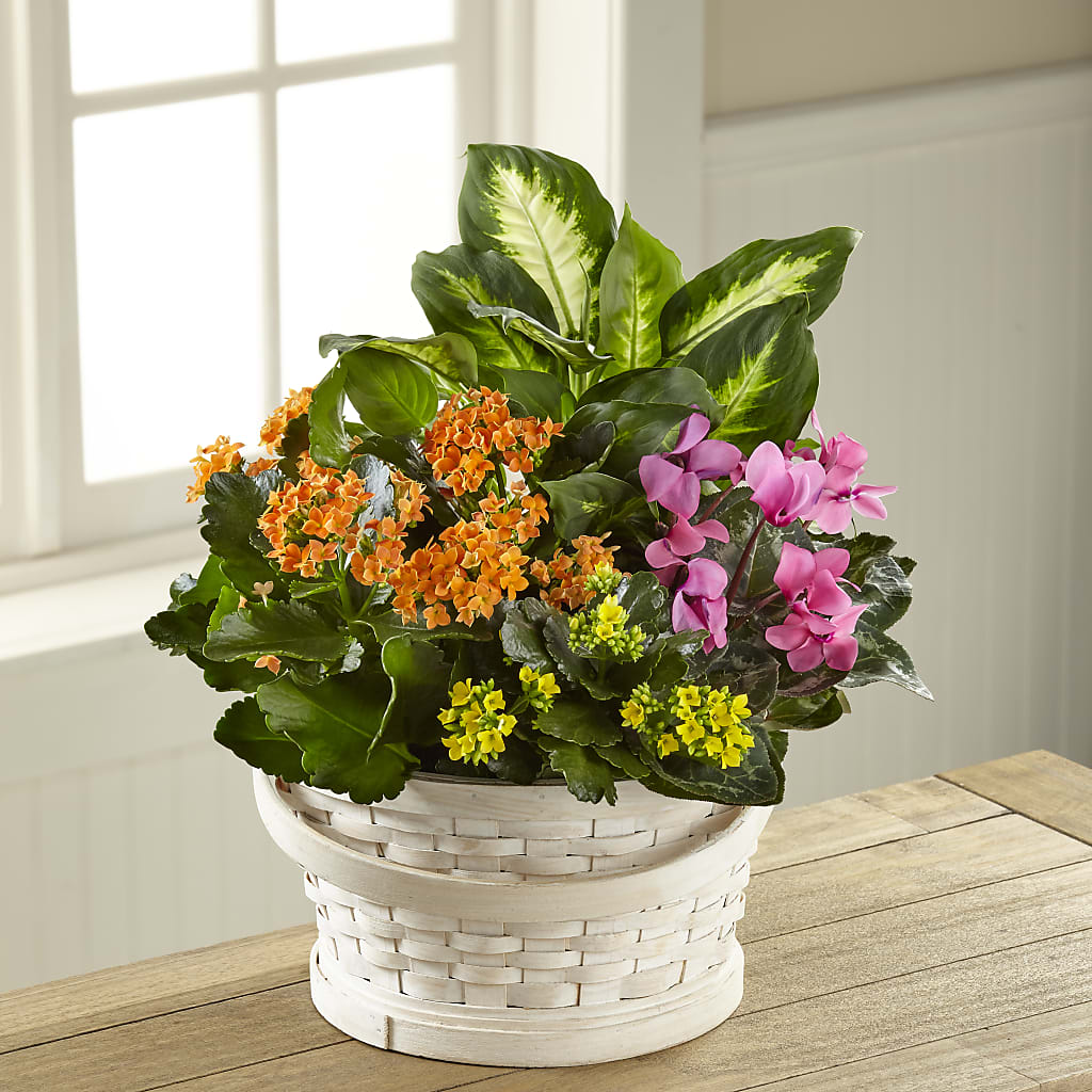 Color Crush Dishgarden – The Flower Factory, Tarzana CA