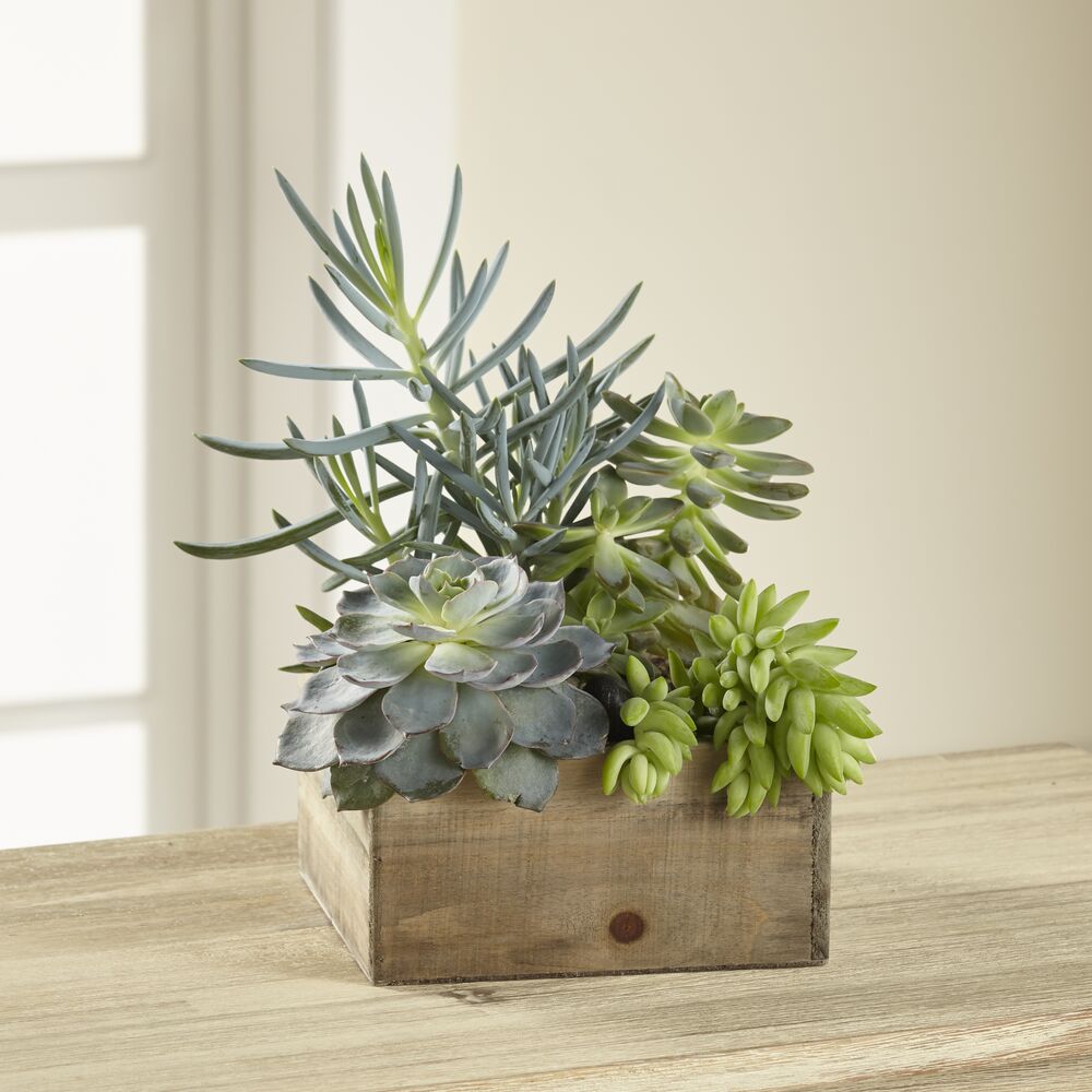 Southwest Sophistication Dishgarden – The Flower Factory, Tarzana CA
