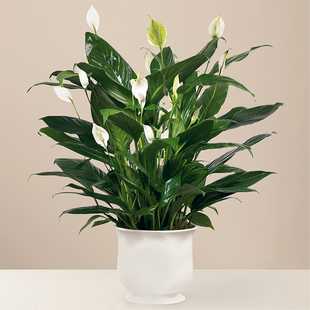 Comfort Planter – The Flower Factory, Tarzana CA