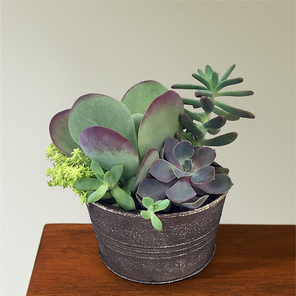 Lush Succulent Garden – The Flower Factory, Tarzana CA