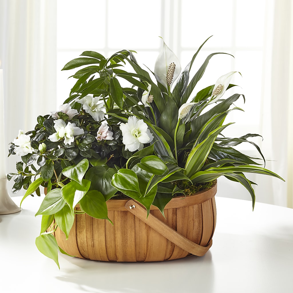 Serene Dishgarden – The Flower Factory, Tarzana CA