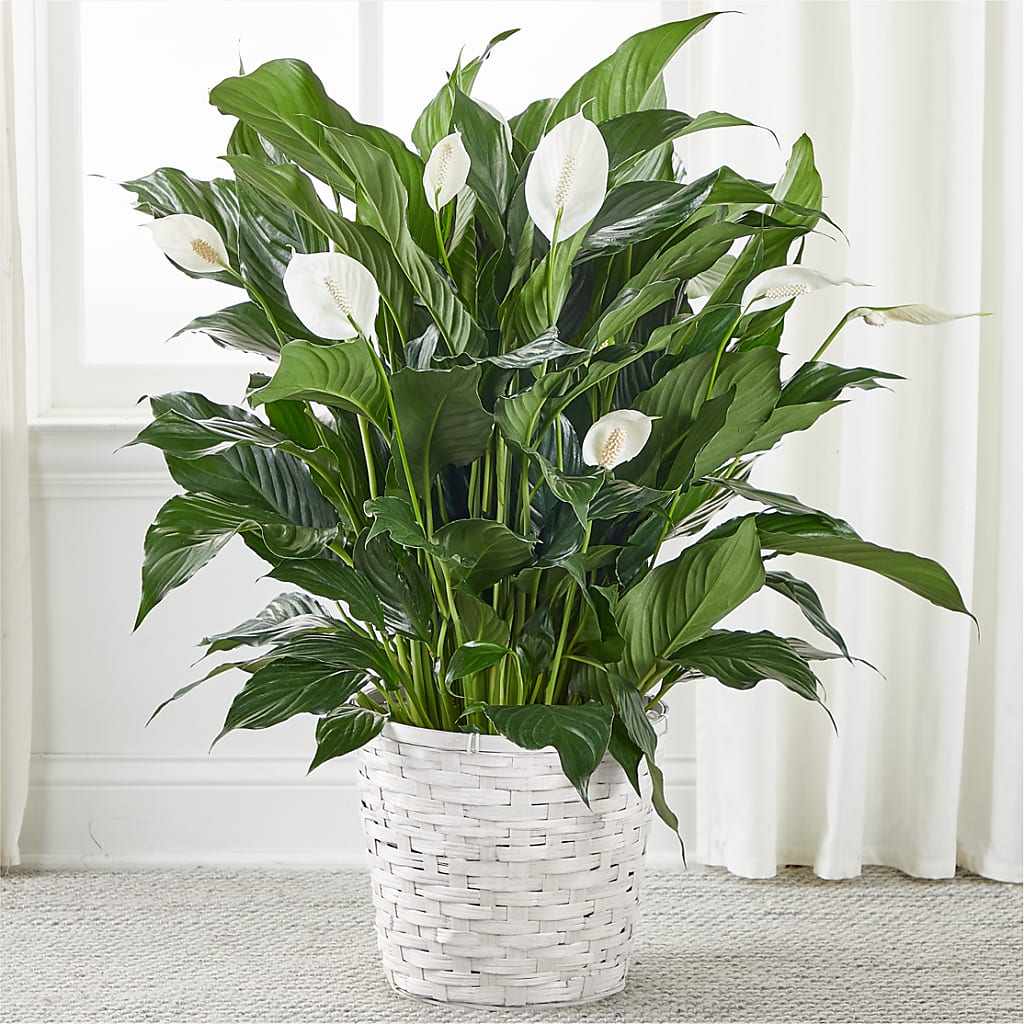 A New Leaf Peace Lily – The Flower Factory, Tarzana CA