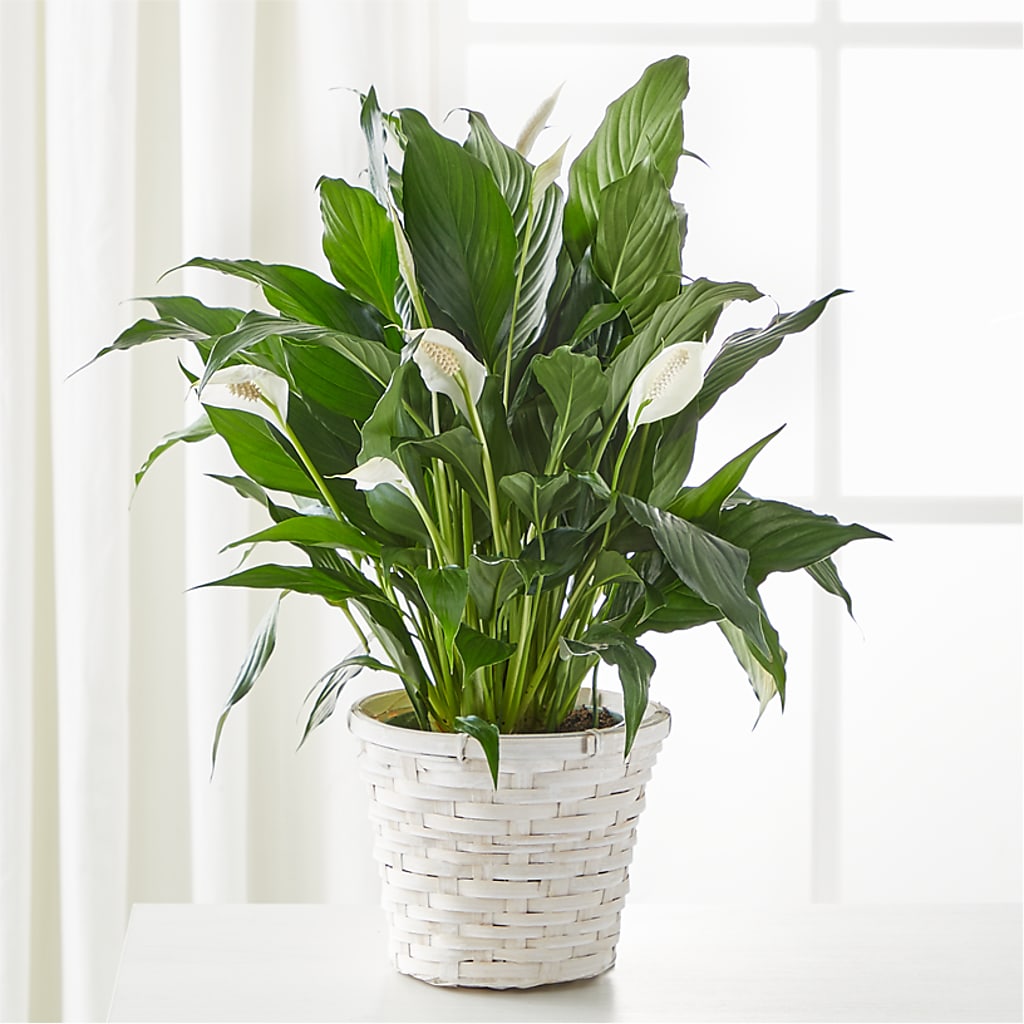 A New Leaf Peace Lily – The Flower Factory, Tarzana CA