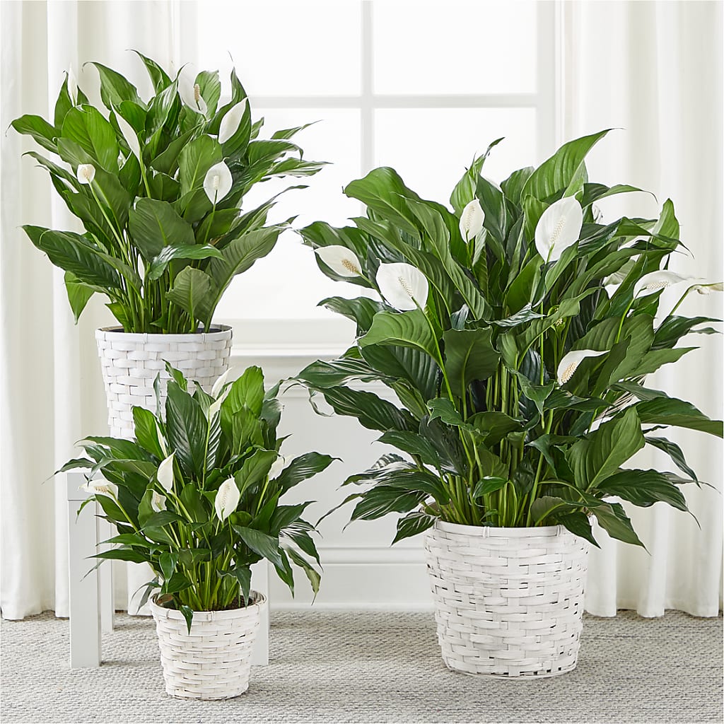 A New Leaf Peace Lily – The Flower Factory, Tarzana CA