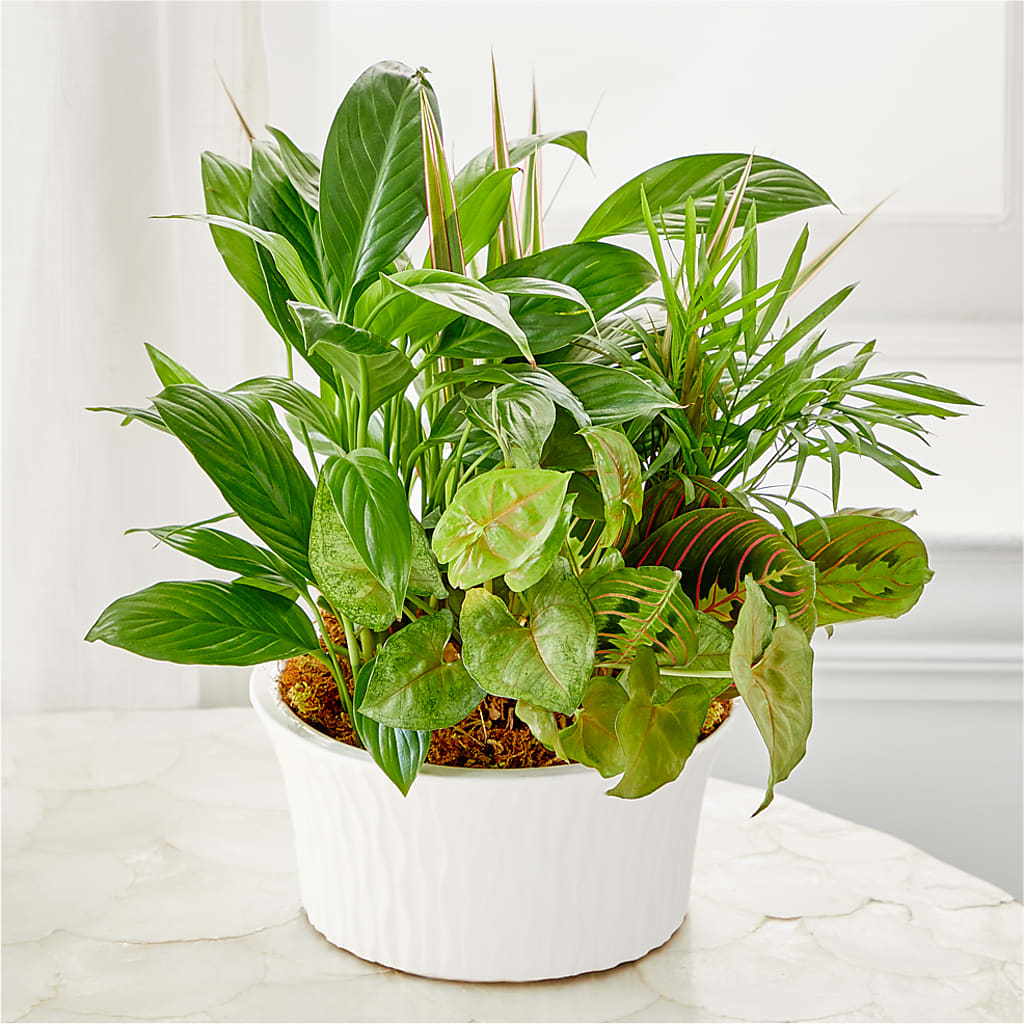 Balance & Harmony Dishgarden – The Flower Factory, Tarzana CA