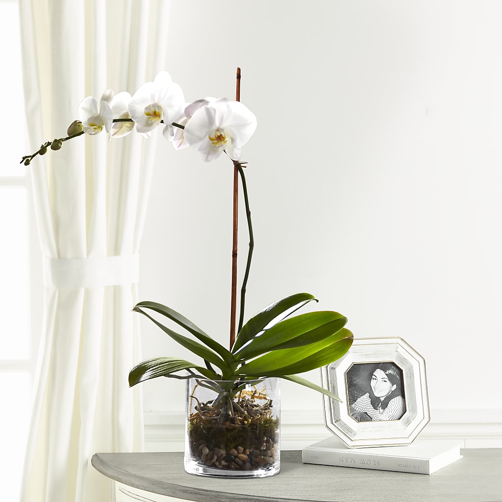 White Orchid Planter – The Flower Factory, Tarzana CA
