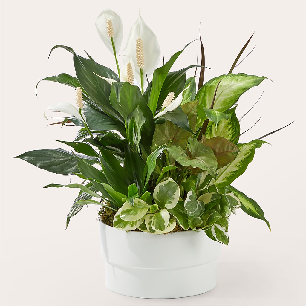 Radiating Positivity Dishgarden – The Flower Factory, Tarzana CA