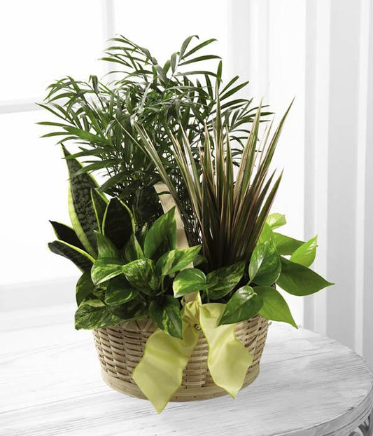  Containing a varied assortment of 6 green plants, this dish garden arrives presented in a natural round woodchip basket accented with a yellow wired taffeta ribbon