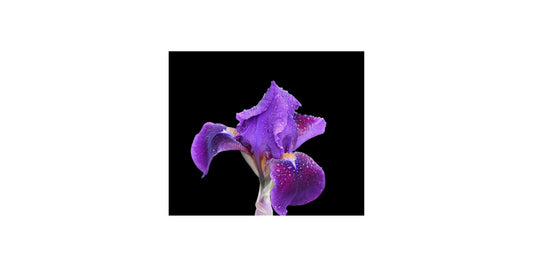 IRIS - February birth flower