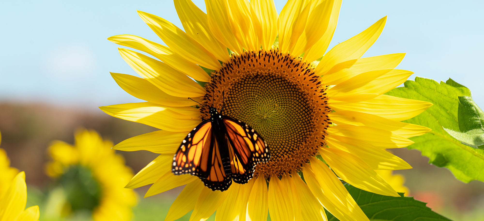 Summer Flowers Delivery Tarzana The Flower FactoryThe Flower Factory