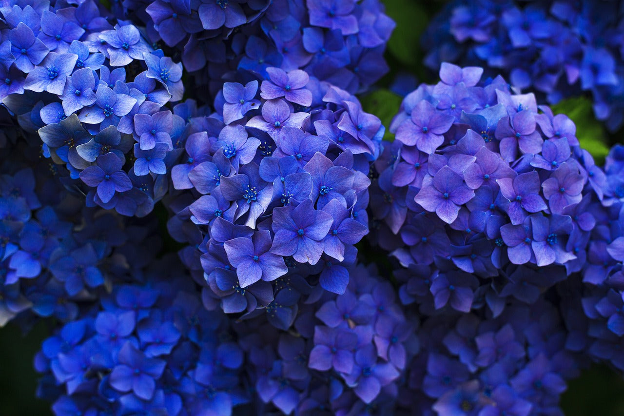 Blue Flowers