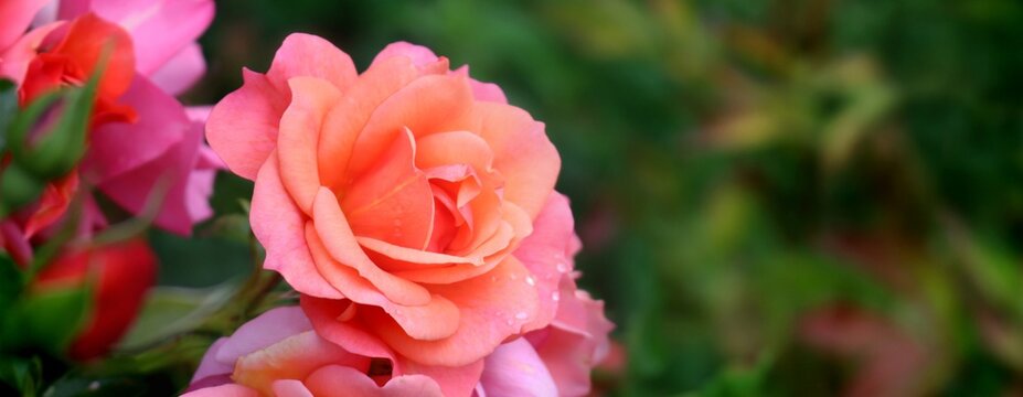 Gold Dipped Vase Roses