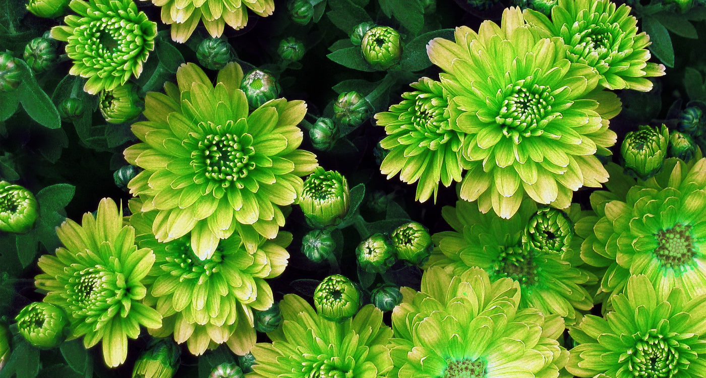 Green Flowers