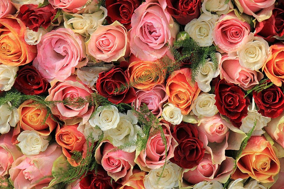 Mixed Roses