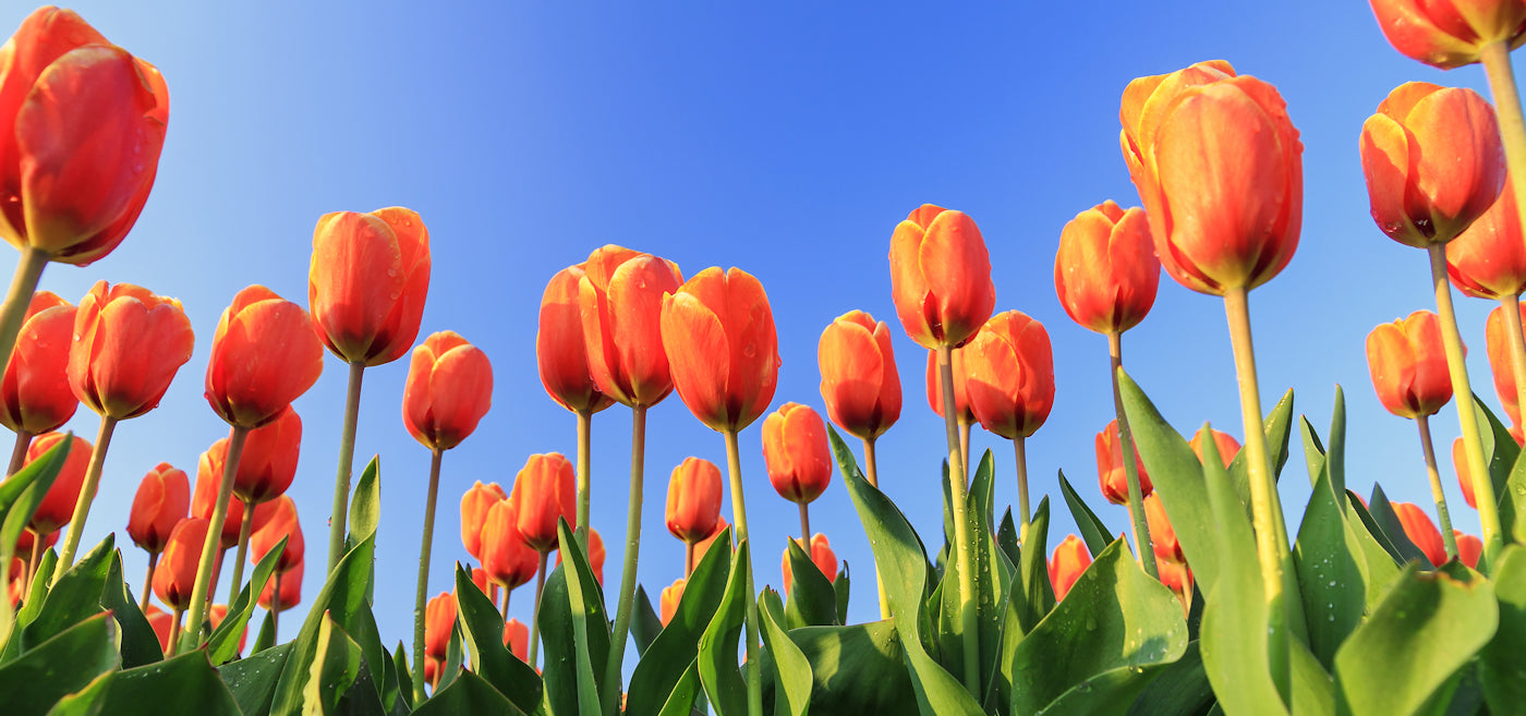 Orange Flowers