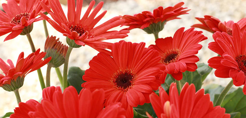 Red Flowers