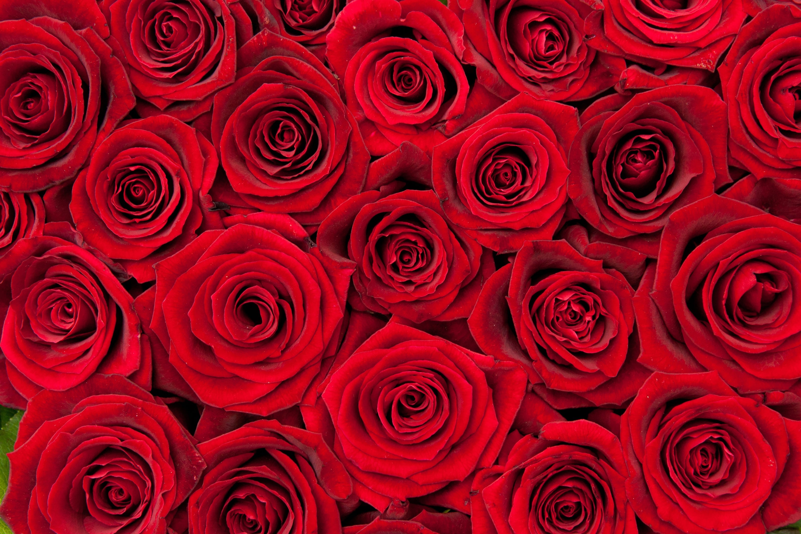 Valentine's Day Roses