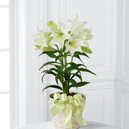 Easter Lily Plant –  The Flower Factory, Tarzana CA