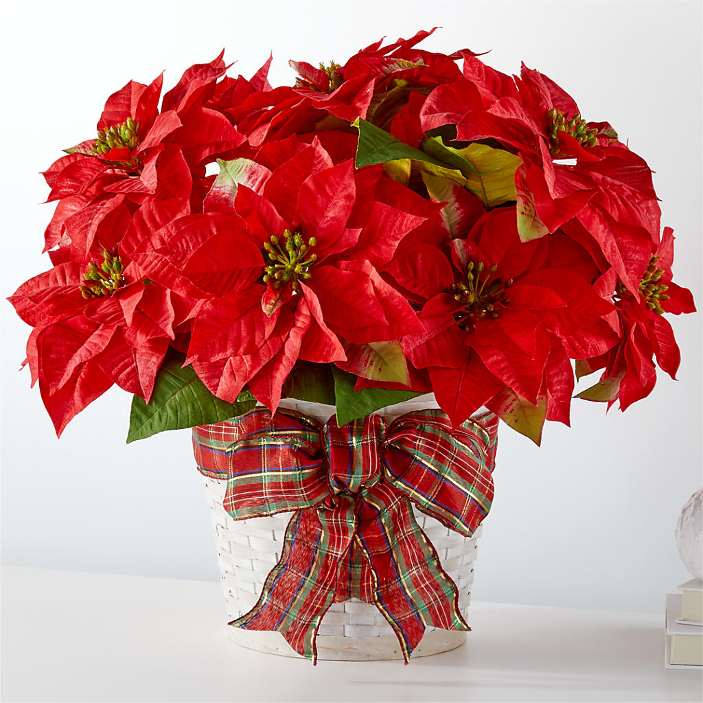 Felices fiestas Poinsettia