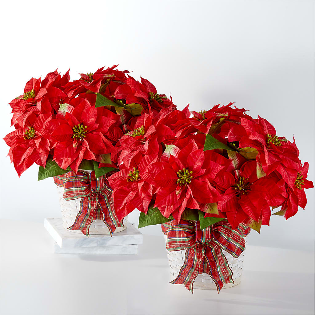 Paquete de Poinsettia para las fiestas más felices