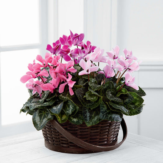Mixed Cyclamen Planter –  The Flower Factory, Tarzana CA
