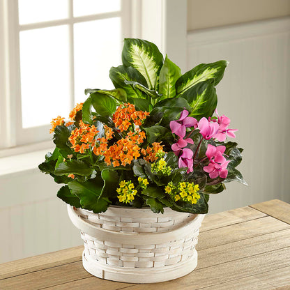 Color Crush Dishgarden –  The Flower Factory, Tarzana CA