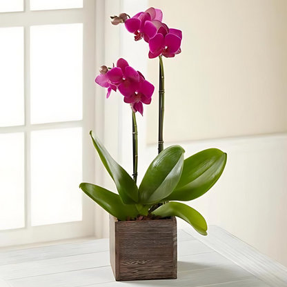 Fuchsia Phalaenopsis Orchid –  The Flower Factory, Tarzana CA
