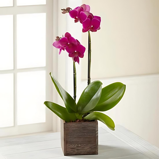 Fuchsia Phalaenopsis Orchid