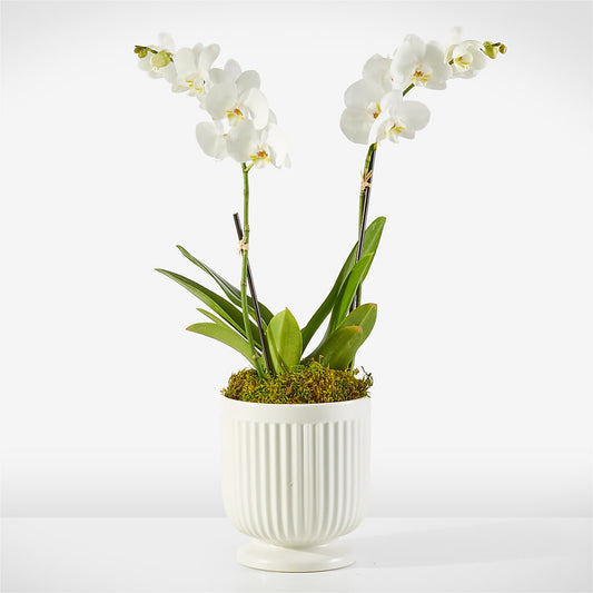 Whispering White Orchid –  The Flower Factory, Tarzana CA