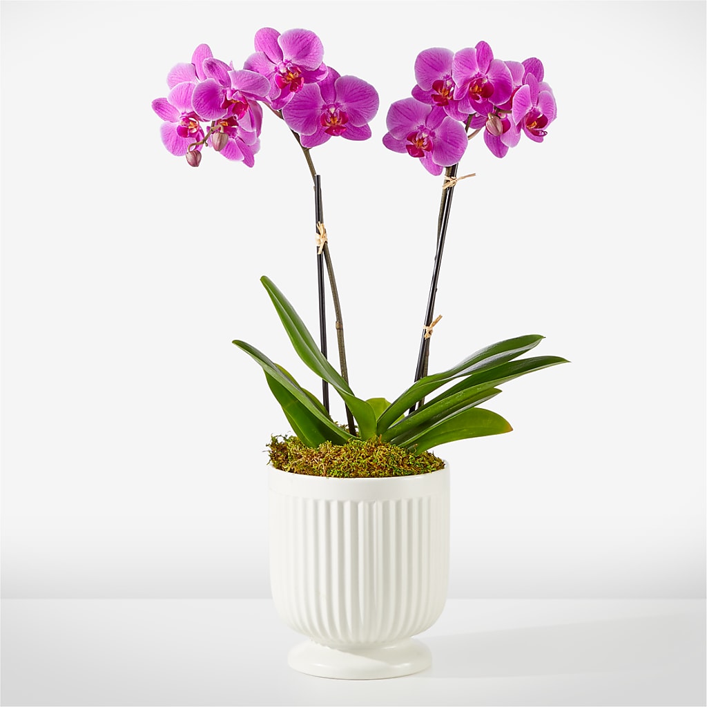 Orquídea Fucsia Amigable