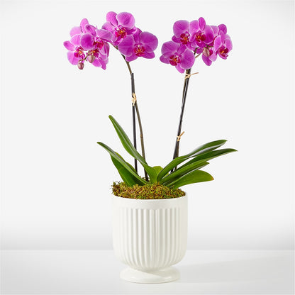 Friendly Fuchsia Orchid –  The Flower Factory, Tarzana CA