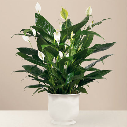Comfort Planter –  The Flower Factory, Tarzana CA