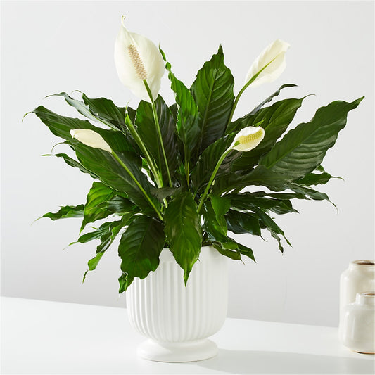 Comfort Planter –  The Flower Factory, Tarzana CA