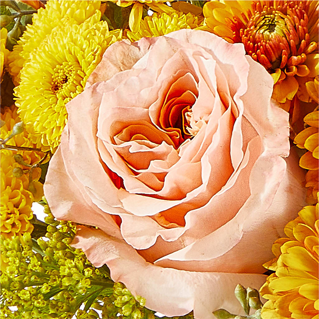 Peachy Pumpkin –  The Flower Factory, Tarzana CA