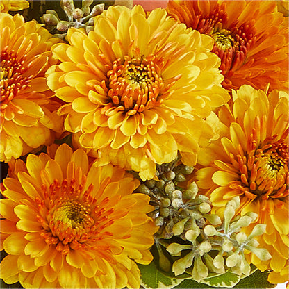 Peachy Pumpkin –  The Flower Factory, Tarzana CA