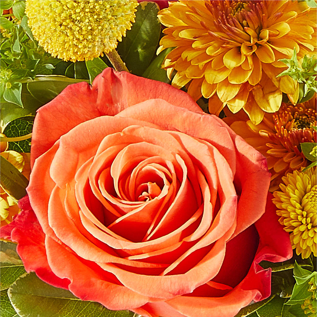 Gourdgeous Pumpkin –  The Flower Factory, Tarzana CA