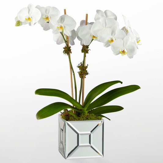 Orquídea de lujo de impresión elegante