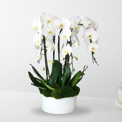 Premium Orchid Planter –  The Flower Factory, Tarzana CA