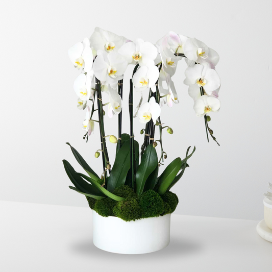 Premium Orchid Planter