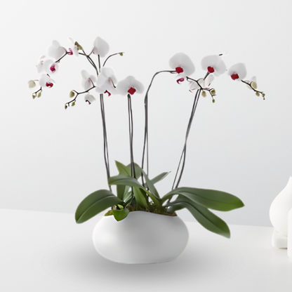 Deluxe Orchid Planter –  The Flower Factory, Tarzana CA