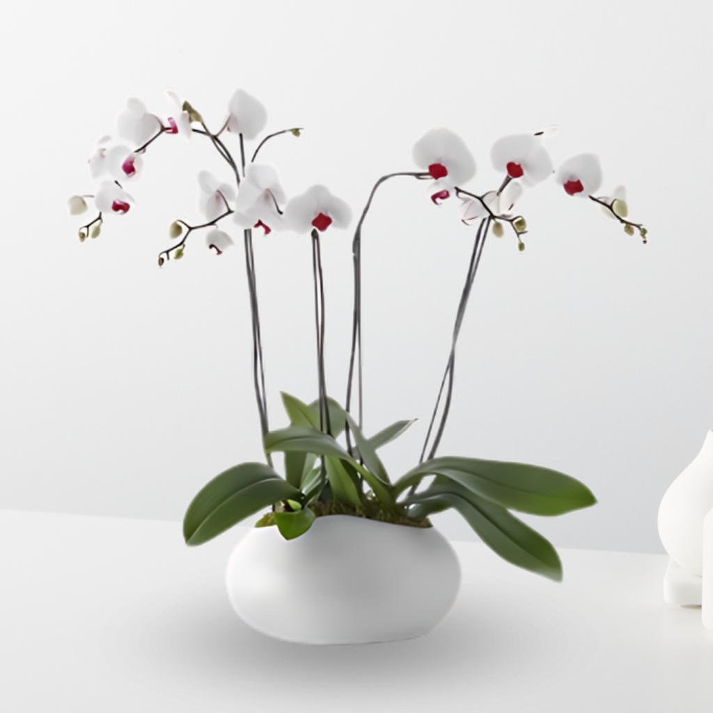 Deluxe Orchid Planter