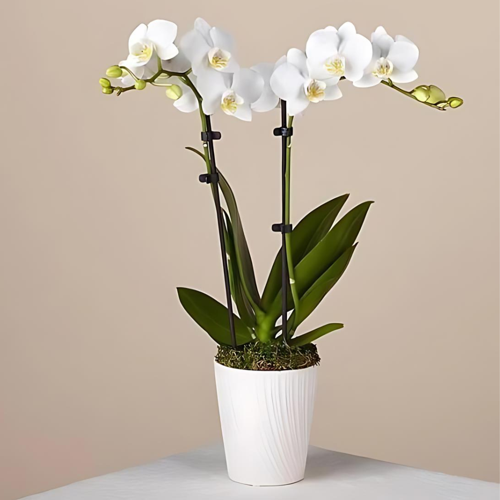 White Phalaenopsis Orchid