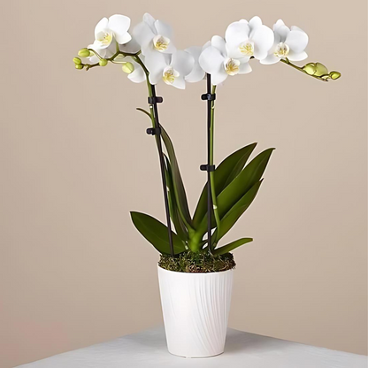 White Phalaenopsis Orchid –  The Flower Factory, Tarzana CA