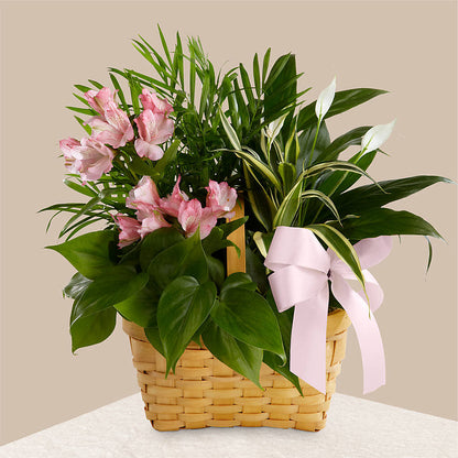 Living Spirit Dishgarden –  The Flower Factory, Tarzana CA